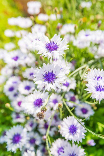 750 White Bachelor'S Button Cornflower Centaurea Cyanus Flower Seeds Easy to Grow