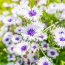 750 White Bachelor'S Button Cornflower Centaurea Cyanus Flower Seeds Easy to Grow