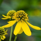 250 Wingstem Yellow Ironweed Verbesina Alternifolia Flower Seeds Easy to Grow