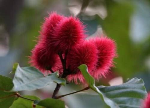 100 Annatto Tree Lipstick Plant Bixa Orellana Seeds Easy to Grow