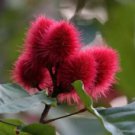 100 Annatto Tree Lipstick Plant Bixa Orellana Seeds Easy to Grow