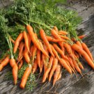 500 Royal Chantenay Carrot Daucus Carota Vegetable Seeds Easy to Grow