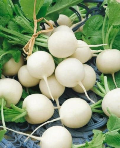 500 Hailstone White Globe Radish Raphanus Sativus Vegetable Seeds Easy to Grow