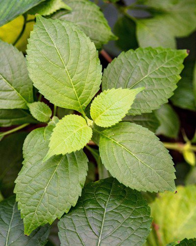 500 Clove Basil Ocimum Basilicum Herb Flower Seeds Easy to Grow