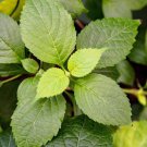 500 Clove Basil Ocimum Basilicum Herb Flower Seeds Easy to Grow