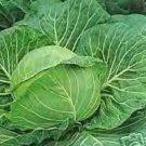 500 Danish Ballhead Cabbage Brassica Oleracea Capitata Vegetable Seeds Easy to Grow 500 Danish Ballhead Cabbage Brassica Oleracea Capitata Vegetable Seeds Easy to Grow