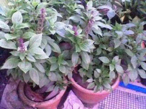 500 Anise Persian Basil Ocimum Basilicum Herb Flower Seeds Easy to Grow