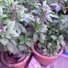 500 Anise Persian Basil Ocimum Basilicum Herb Flower Seeds Easy to Grow