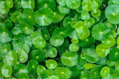 50 Spadeleaf Edible Coinwort Centella Asiatica Gotu Kola Herb Pink Flower Seeds Easy to Grow