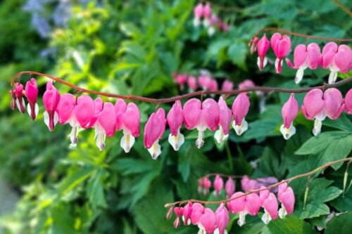 10 Bleeding Heart Pink Old Fashioned Dicentra Formosa Shade Flower Seeds Easy to Grow