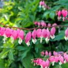 10 Bleeding Heart Pink Old Fashioned Dicentra Formosa Shade Flower Seeds Easy to Grow