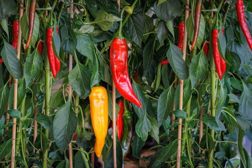 25 Jimmy Nardello Pepper Sweet Red Italian Capsicum Annuum Vegetable Seeds Easy to Grow