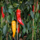 25 Jimmy Nardello Pepper Sweet Red Italian Capsicum Annuum Vegetable Seeds Easy to Grow