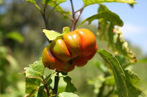 25 Turkish Orange Eggplant Scarlet Solanum Aethiopicum Fruit Vegetable Seeds Easy to Grow