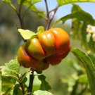 25 Turkish Orange Eggplant Scarlet Solanum Aethiopicum Fruit Vegetable Seeds Easy to Grow