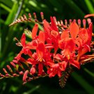 10 Red Lucifer Crocosmia Crocosmia Masoniorum Flower Seeds Easy to Grow