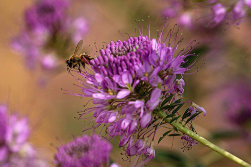 100 Rocky Mountain Bee Plant Cleome Serrulata Flower Seeds Easy to Grow