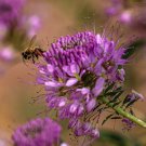 100 Rocky Mountain Bee Plant Cleome Serrulata Flower Seeds Easy to Grow