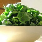 1500 Bloomsdale Spinach Spinacia Oleracea Vegetable Seeds Easy to Grow