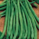50 French Blue Lake Pole Bean Phaseolus Vulgaris Vegetable Seeds Easy to Grow