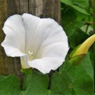 50 Moonflower Morning Glory White Moon Flower Ipomoea Alba Flower Vine Seeds Easy to Grow