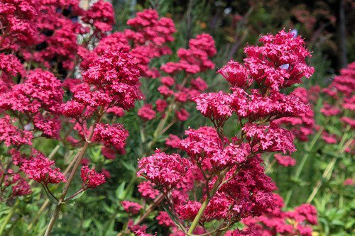 50 Red Jupiter'S Beard Valerian Keys Of Heaven Centranthus Ruber Flower Seeds Easy to Grow