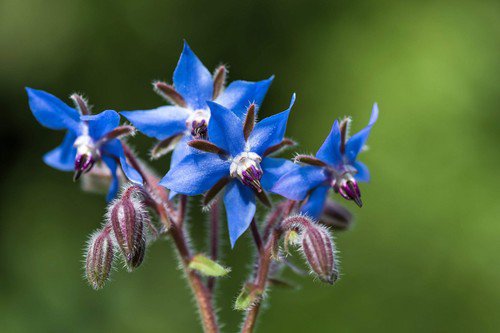 100 Blue Star Borage Herb Borago Officinalis Flower Seeds Easy to Grow