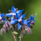 100 Blue Star Borage Herb Borago Officinalis Flower Seeds Easy to Grow