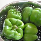 200 Sweet Green California Wonder Bell Pepper Capsicum Annuum Vegetable Seeds Easy to Grow 200 Sweet Green California Wonder Bell Pepper Capsicum Annuum Vegetable Seeds Easy to Grow