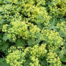 100 Ladys Mantle Alchemilla Mollis Flower Seeds Easy to Grow