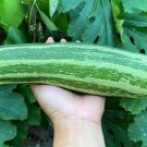 50 Cocozelle Di Napoli Squash Italian Zucchini Cucurbita Pepo Vegetable Seeds Easy to Grow