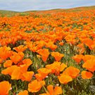 1000 Orange California Poppy Eschscholzia Californica Flower Seeds Easy to Grow