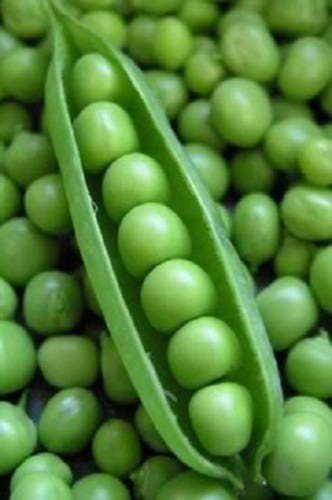50 Super Sugar Snap Pea Pisum Sativum Macrocarpon Vegetable Seeds Easy to Grow