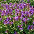 100 Heal All Self Heal Prunella Vulgaris Purple Herb Flower Seeds Easy to Grow