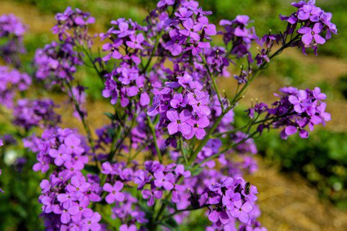 1500 Dames Rocket Danask Violet Hesperis Matronalis Dame'S Purple Flower Seeds Easy to Grow