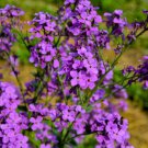 1500 Dames Rocket Danask Violet Hesperis Matronalis Dame'S Purple Flower Seeds Easy to Grow