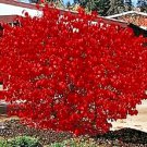 50 Burning Bush Kochia Scoparia Bassia Bright Red Fall Color Shrub Seeds *Flatsh Easy to Grow