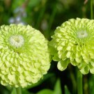 250 Green Envy Zinnia Elegans Heirloom Chartreuse Double Flower Seeds Easy to Grow