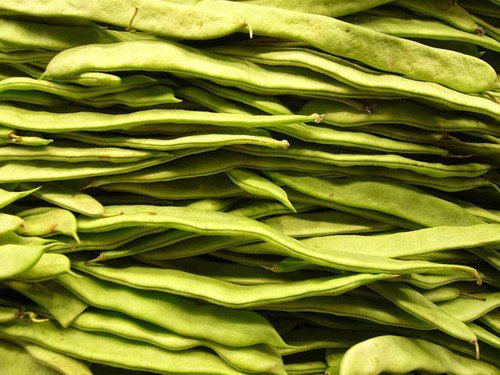 50 Romano Bush Bean Italian Flat Green Pod Phaseolus Vulgaris Vegetable Seeds Easy to Grow