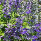 100 Hoary Downy Skullcap Scutellaria Incana Flower Seeds Easy to Grow