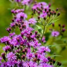 250 Purple Ironweed Prairie Vernonia Fasciculata Flower Seeds Easy to Grow