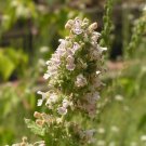 1000 Heirloom Catnip Nepeta Cataria Herb Flower Seeds Easy to Grow
