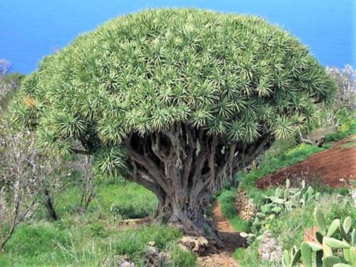 10 Dragon Tree Dracaena Draco Canary Island Yucca Evergreen Houseplant Seeds Easy to Grow