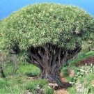 10 Dragon Tree Dracaena Draco Canary Island Yucca Evergreen Houseplant Seeds Easy to Grow