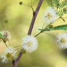 20 Feather Tree Fern Of The Desert Feather Bush Lysiloma Thornberi Shrub Seeds Easy to Grow