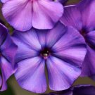 250 Dwarf Beauty Blue Phlox Drummondii Nana Compacta Fragrant Violet Blue Flower Easy to Grow