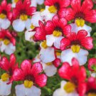 50 Red & White Nemesia Strumosa Danish Flag Fragrant Bicolor Flower Seeds Easy to Grow 50 Red & White Nemesia Strumosa Danish Flag Fragrant Bicolor Flower Seeds Easy to Grow