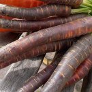 300 Black Nebula Carrot Daucus Carota Root Vegetable Seeds Easy to Grow
