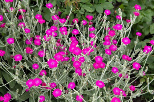 200 Organic Rose Campion Silver Catchfly Lychnis Silene Coronaria Flower Seeds Easy to Grow