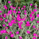 200 Organic Rose Campion Silver Catchfly Lychnis Silene Coronaria Flower Seeds Easy to Grow